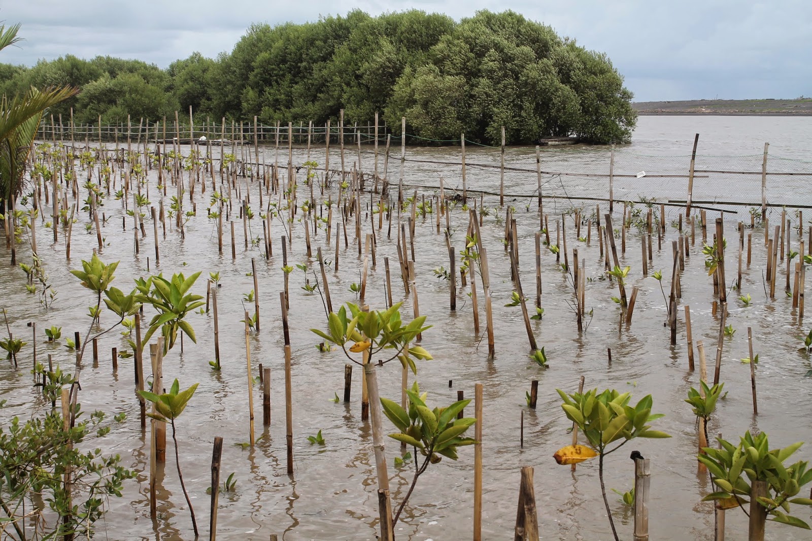 Mangrove Pantai Samas ~ Pena Menari