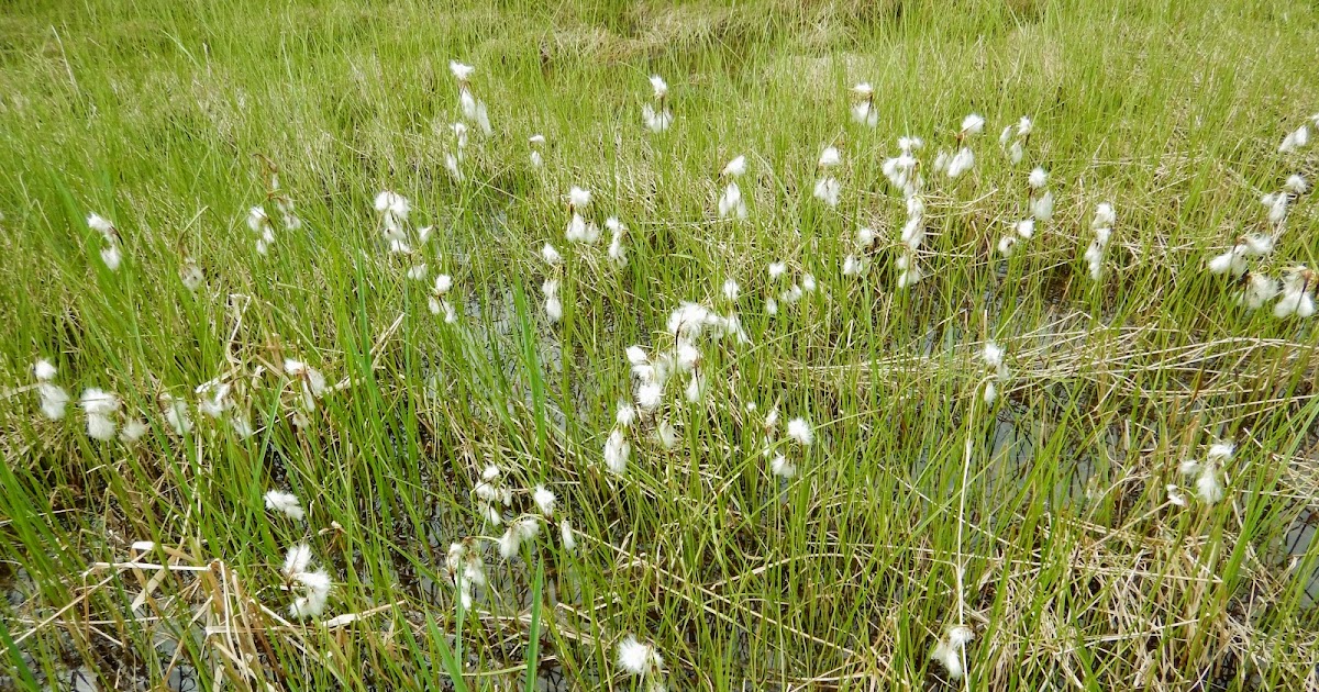 Field Notes A Naturalist's Life Common Cotton Grass