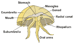 最新のHD Moon Jellyfish Anatomy - ラサモガム