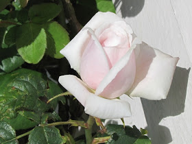 rose-bud