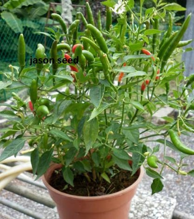 10 Tanaman Herba Dapur Yang Berguna Untuk Masakan, Nak Masak Petik Jer