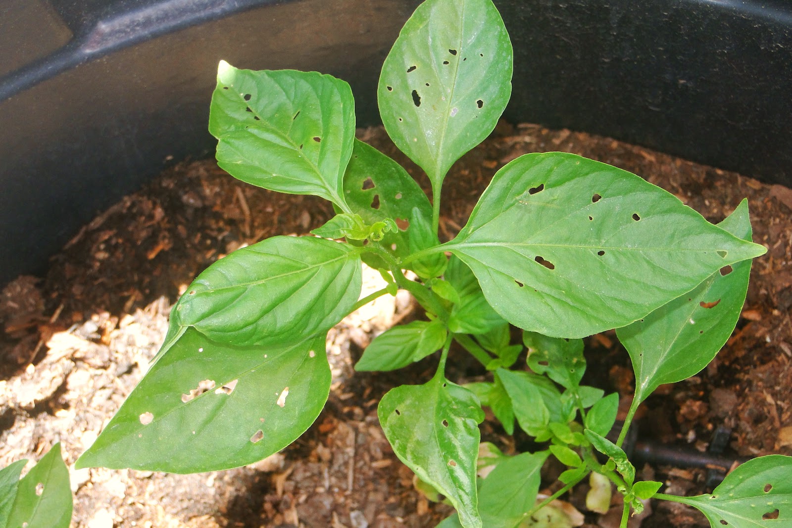 Alejandro Pepper Farm Bugs Eating My Pepper Leaves