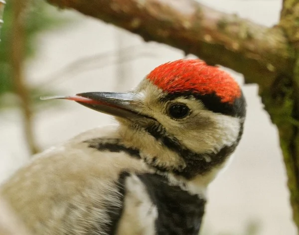 North Devon Focus. Great Spotted Woodpecker Photo copyright Pat Adams (All Rights Reserved)