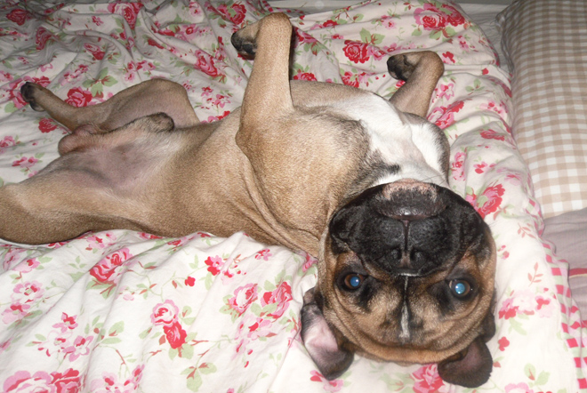 French Bulldog Genki French Bulldog Genki