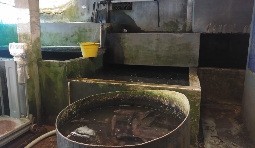 Langsung dari kolam !, Telp/Wa 081387019131, resep ikan