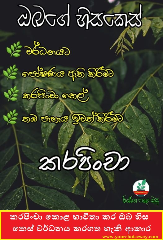 කරපිංචා කොළ භාවිතා කර ඔබ හිස කෙස් වර්ධනය කරගත හැකි ආකාර (Karapincha) - Your Choice Way