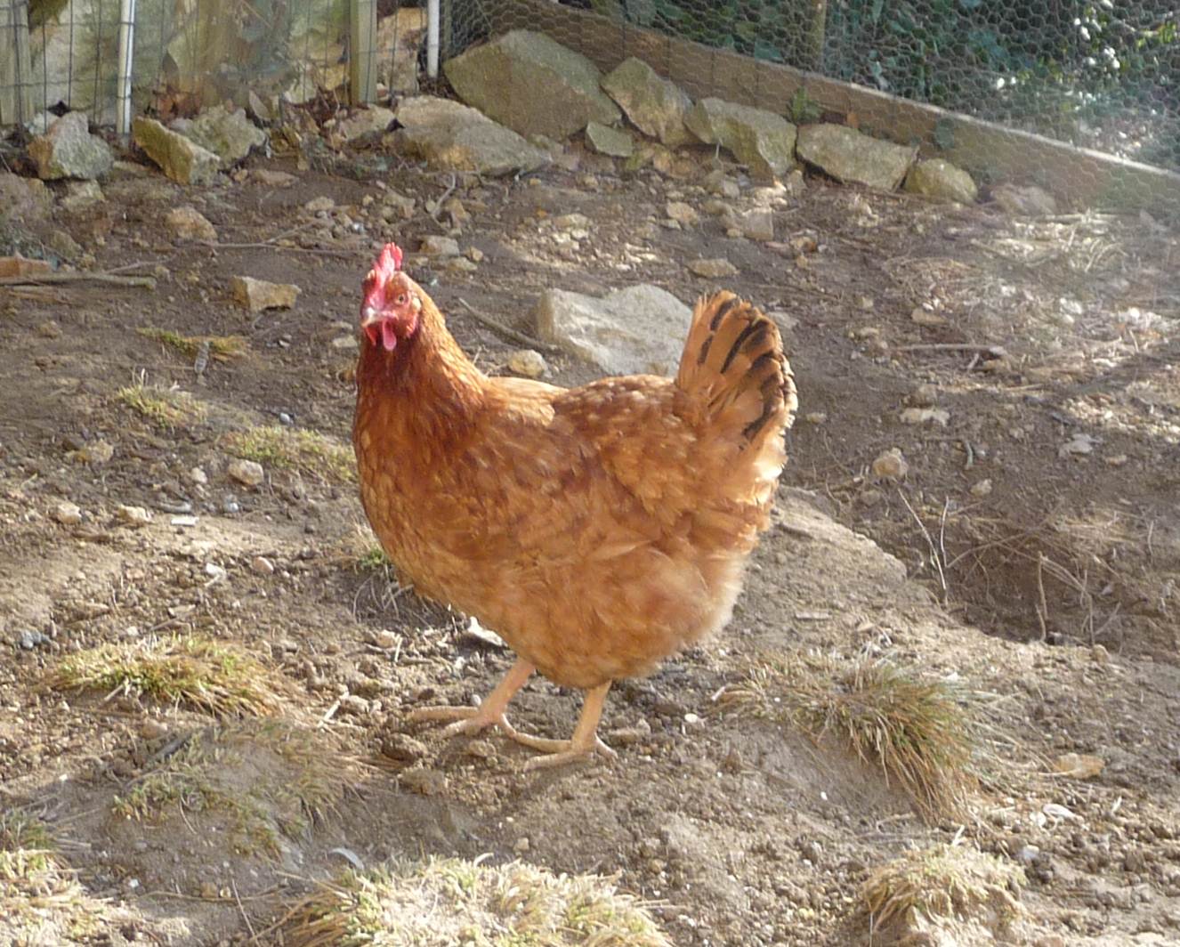 La basse cour de mes poules: La poule rousse