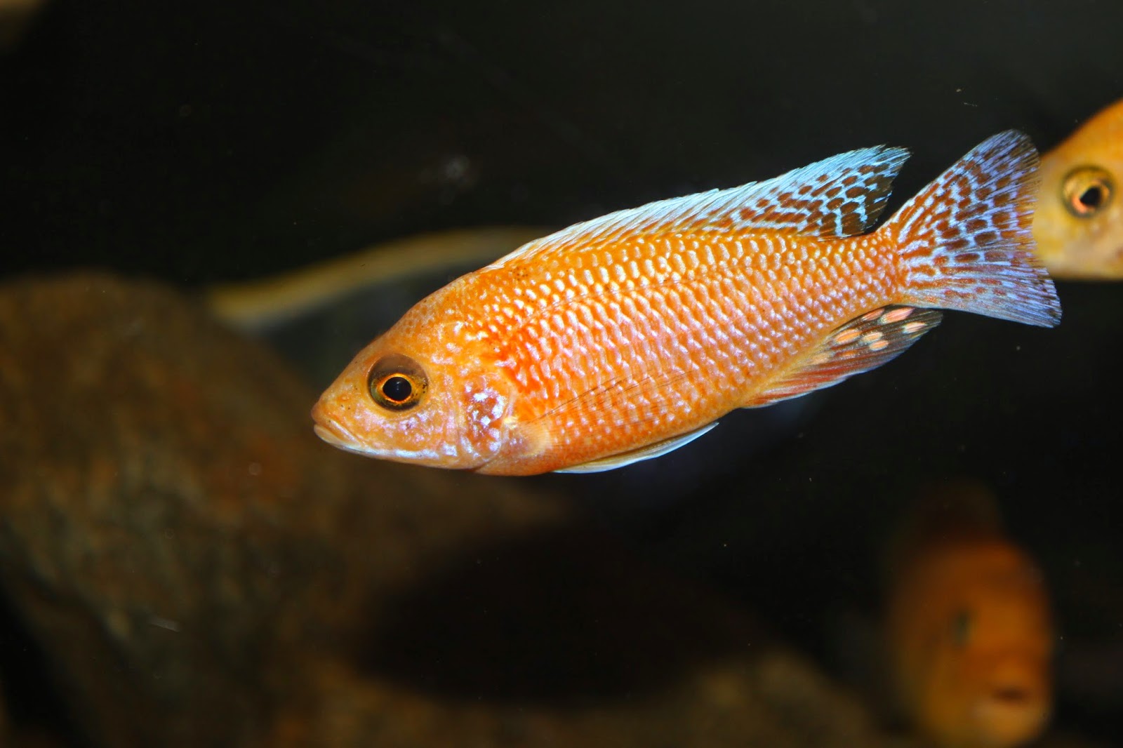 Amazing Fish: Strawberry Peacock