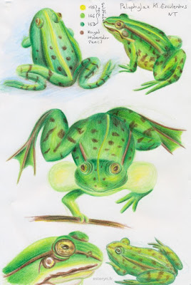 illustration grenouille crayon aquarellables