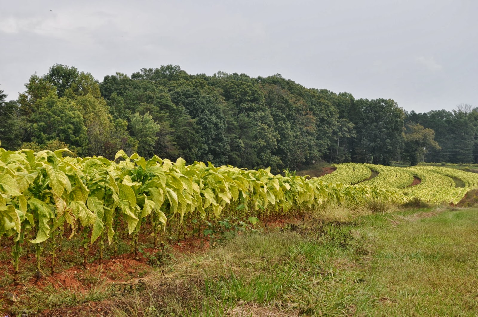American Moment North Carolina's Tobacco Fields W/S N.C2013