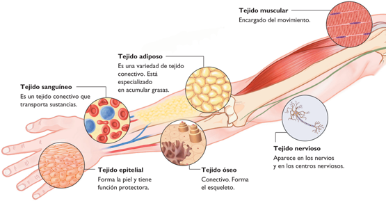 Elasticidad Y Resistencia De Los Tejidos Humanos compendiobiofisica2019.blogspot.com