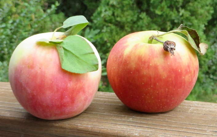Opal Apple Adventure; A Forbidden Fruit…Sort Of – R. Perkins Blog