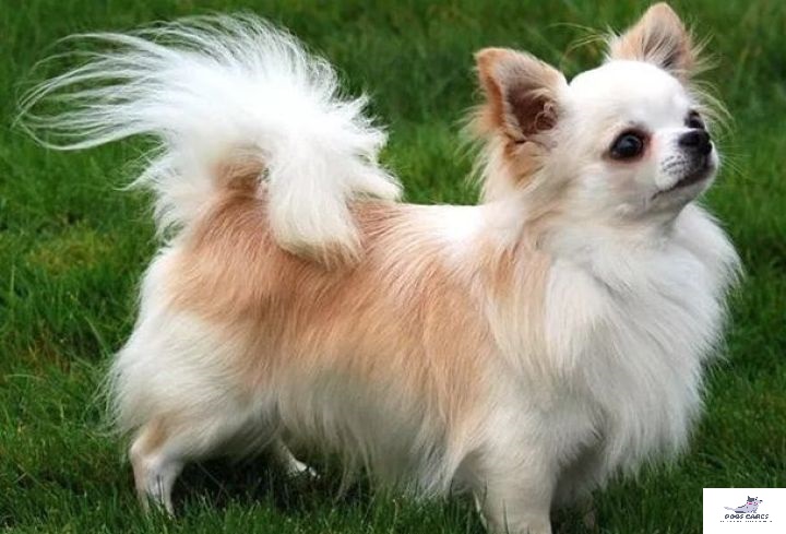 Chihuahua dog breed pictures