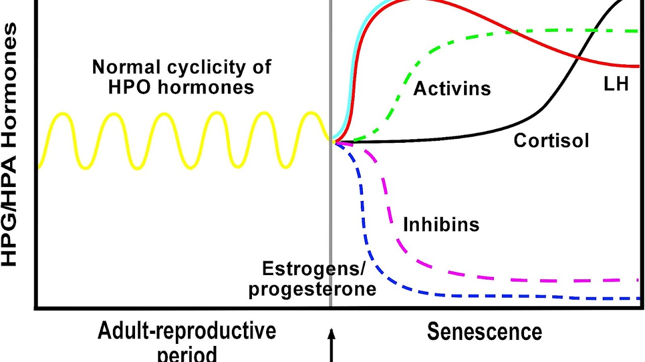 Menopause Fsh Level Menopause Menopause Choices