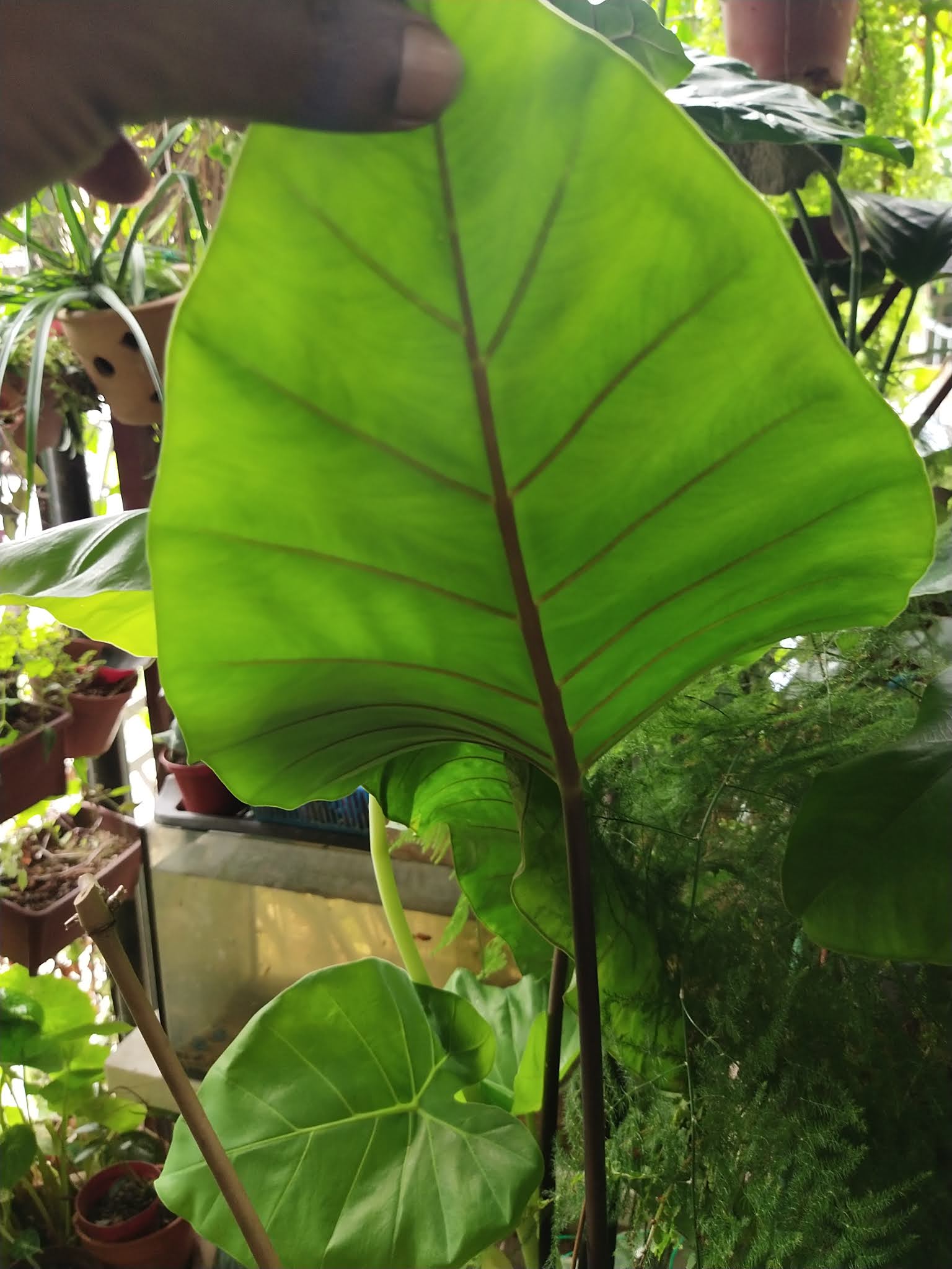 Garden Chronicles of James David: Black Stem Alocasia / Black Stem