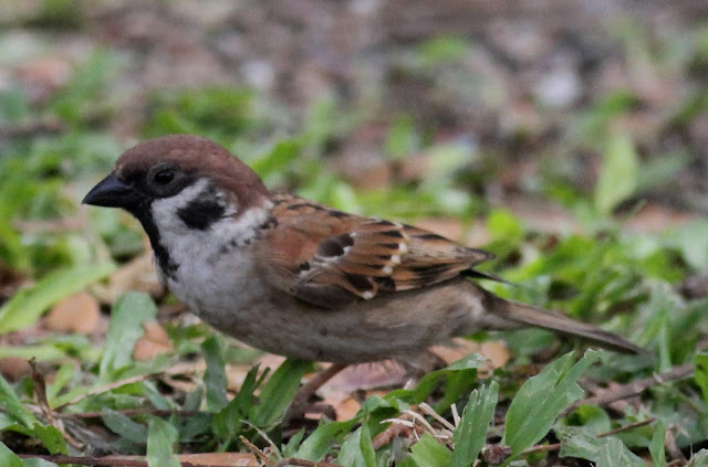 Ron-Nature-Adventures: Common Household and Garden Birds