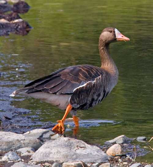 Greater white-fronted goose - Anser albifrons