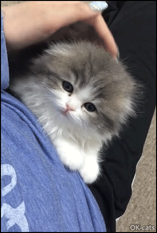 Kitten GIF • Precious fluff ball meowing or crying? Cute baby without ears! Kitten GIF • Precious fluff ball meowing or crying? Cute baby without ears!