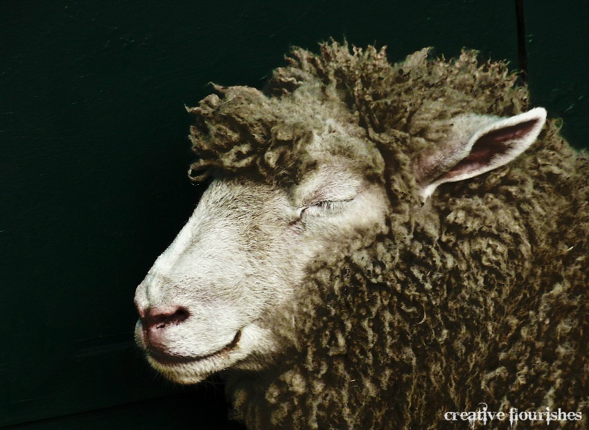 Creative Flourishes Sleepy Sheep