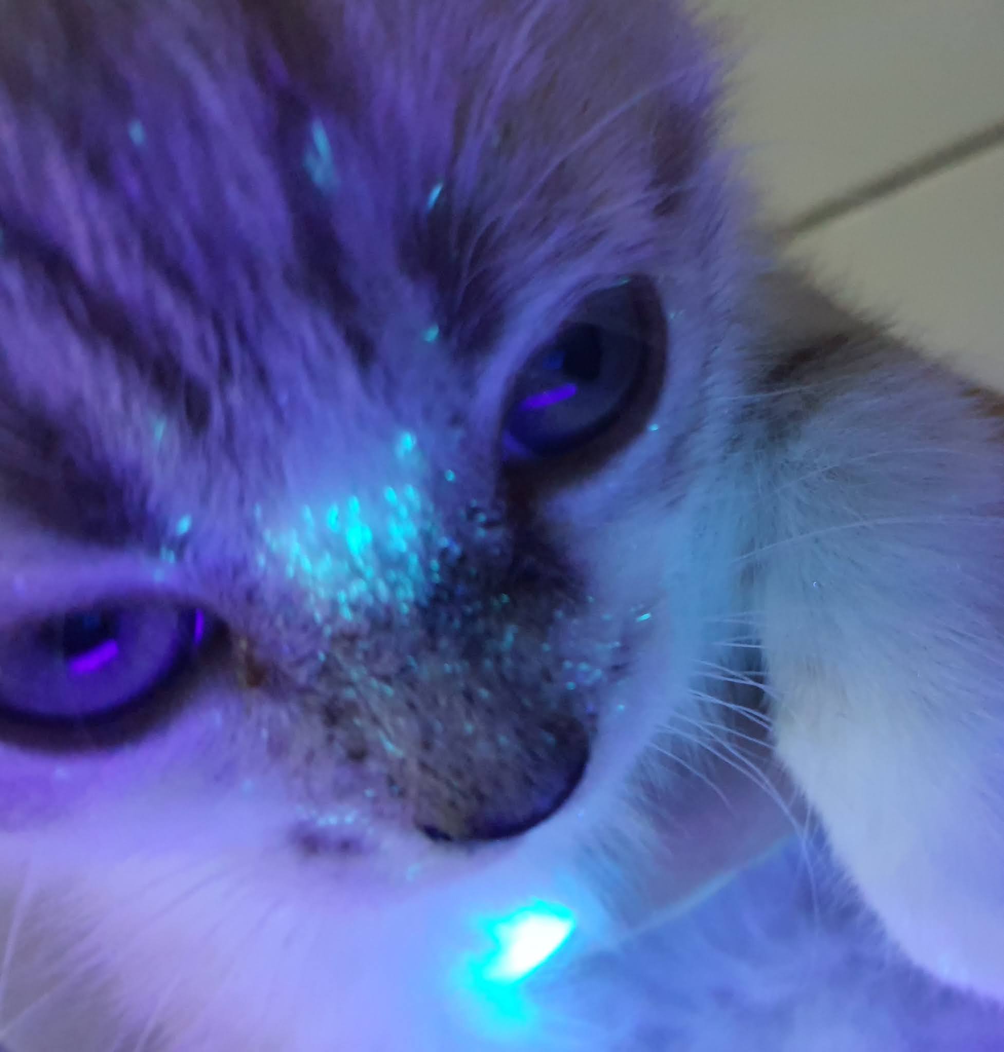 Дерматомикоз у кошек