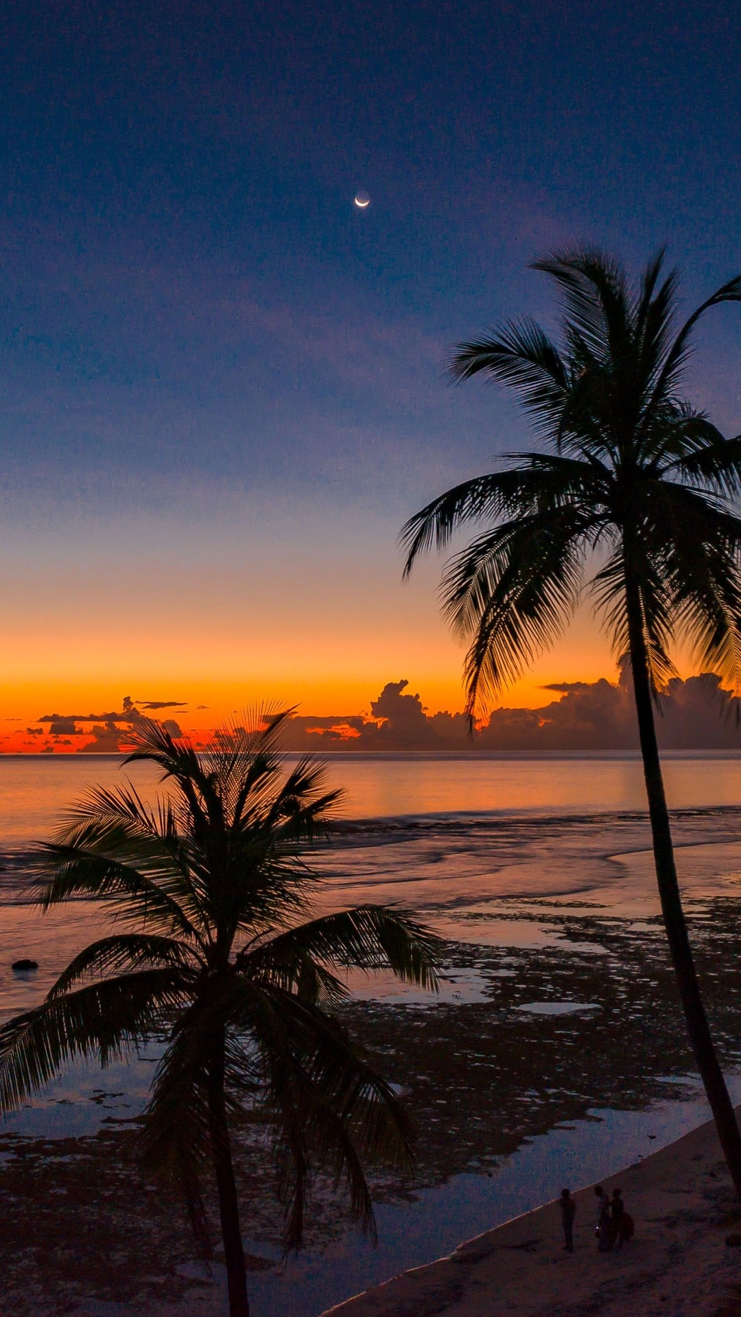 Beach Coconut Trees Hd Wallpaper - iPhone Wallpapers