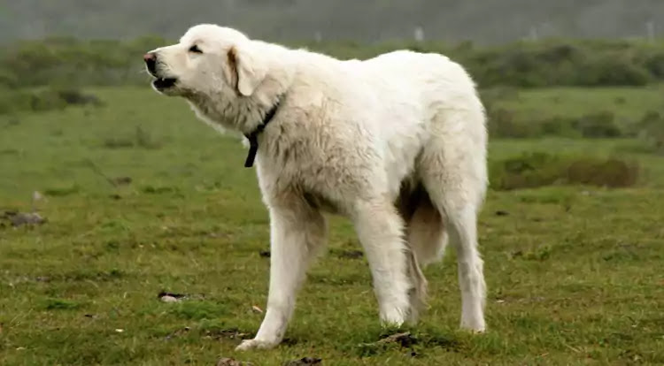 Akbash Dog Breed