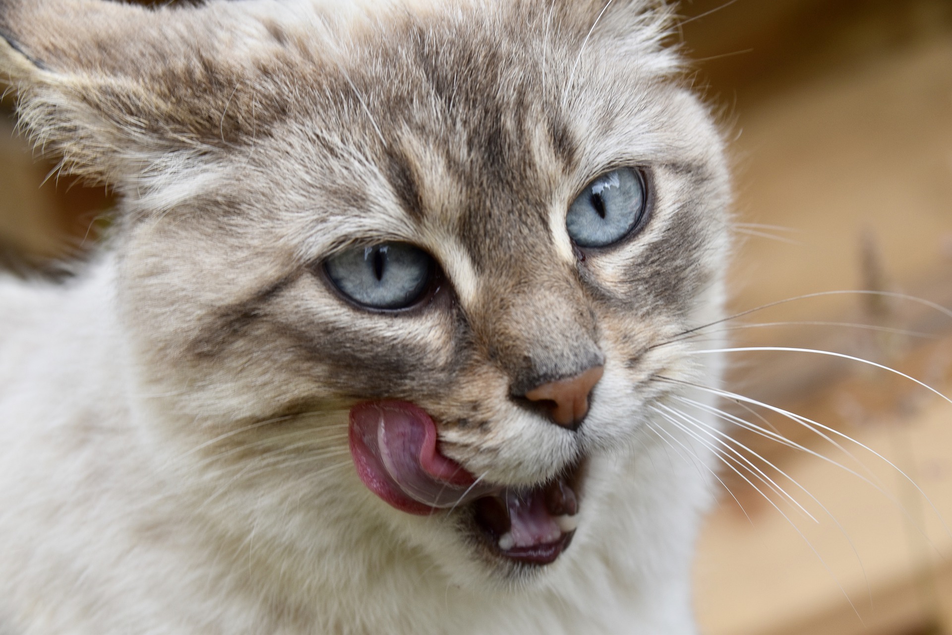 How To Say L Love You In Cat Language How To Say L Love You In Cat Language