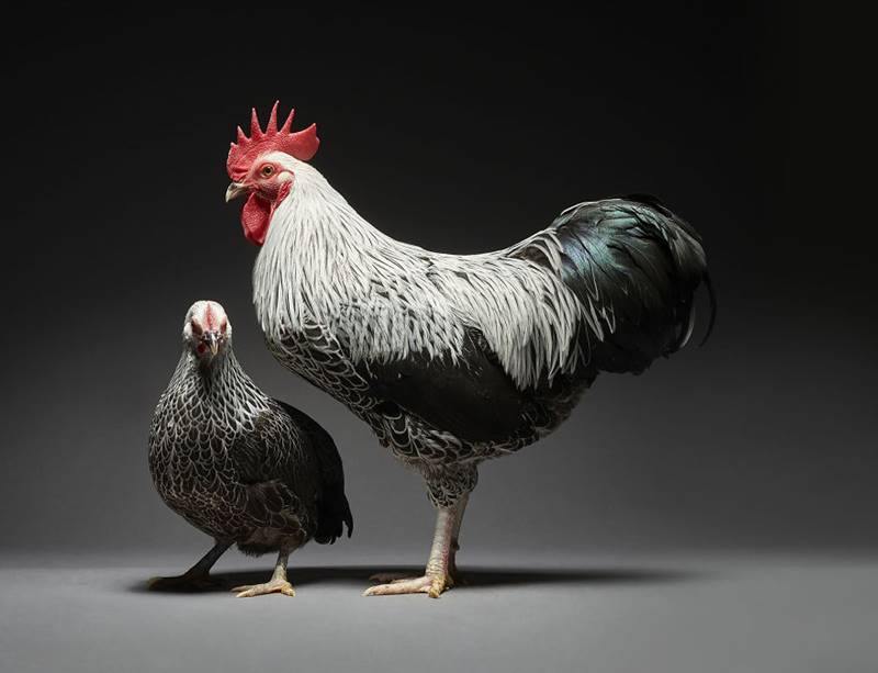 Chicken Couple Photoshoot | Photographers Celebrate Diversity In Love