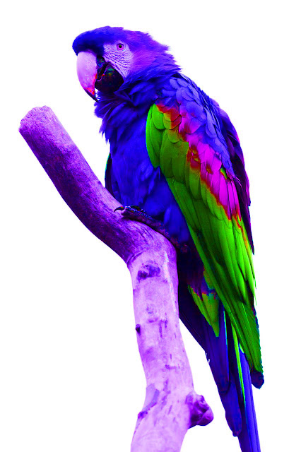 blue bird wallpaper blue bird wallpaper