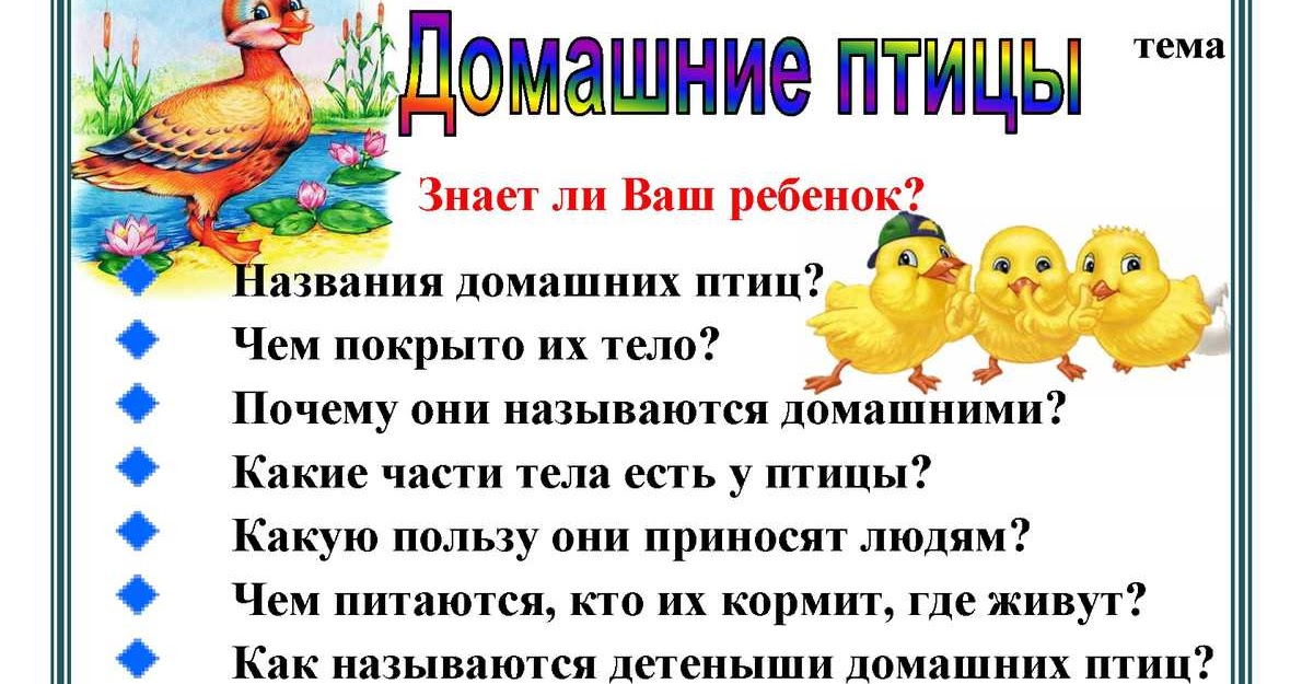 Проект домашние птицы в средней группе Проект домашние птицы в средней группе