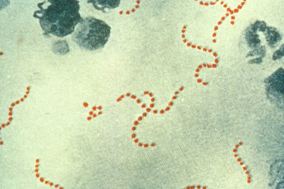 Streptococus pyogenes