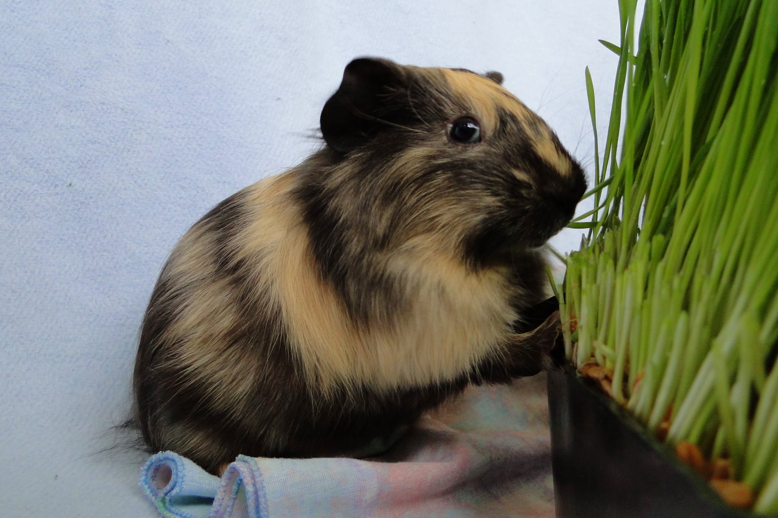 Panda Pig's Peace Sanctuary: Way of the Guinea Pig!: VINNY THE RAPPER!