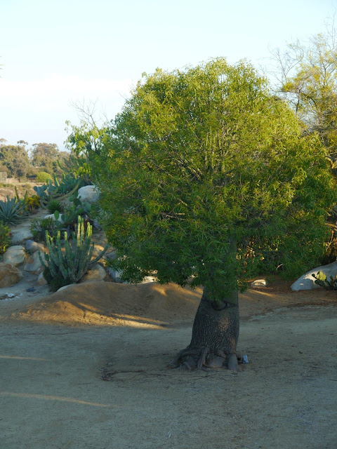 Balboa Park San Diego Cactus garden