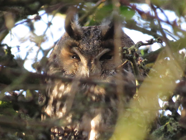 LONG EARED OWL-BURTON RSPB-21ST DECEMBER 2015