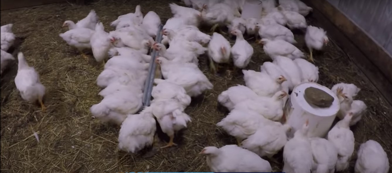 Analisa Ternak Ayam Potong 100 Ekor Yang Menjanjikan Pulti Opok