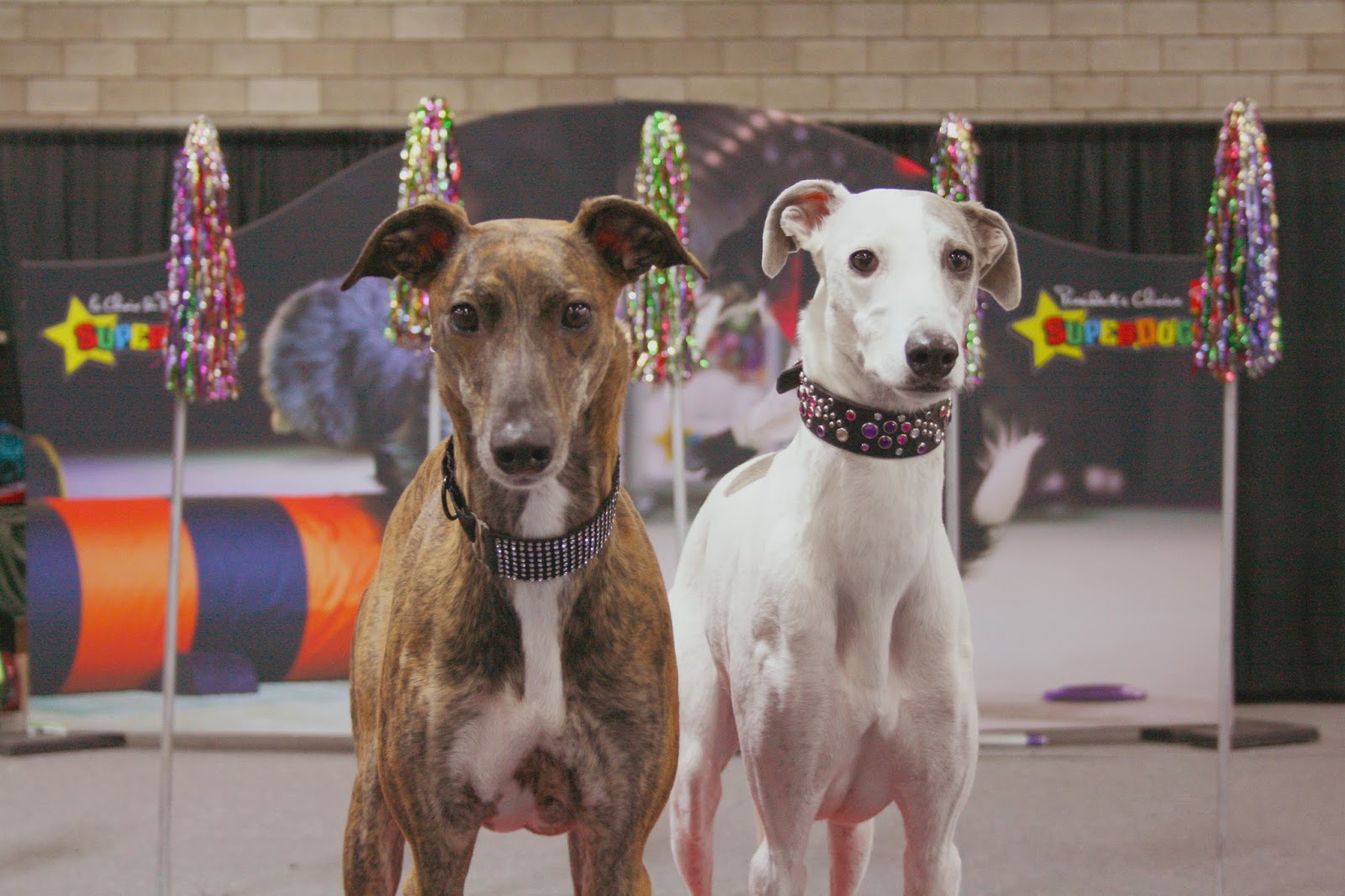 Apex Agility Greyhounds SuperDogs Edmonton Boat and Sportsmen's Show
