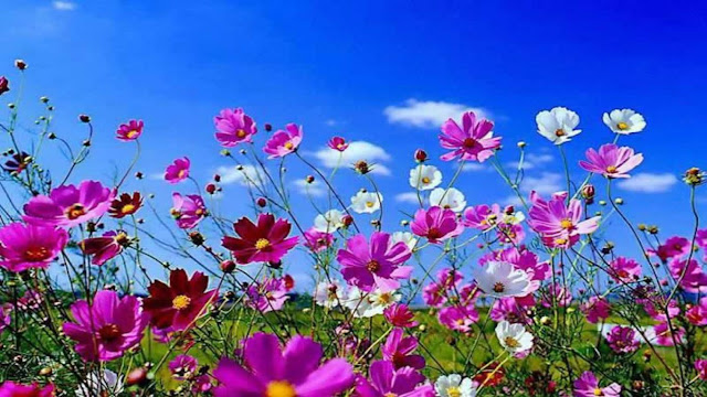 Best HD Wallpaper Spring ~ Wallpaper Loader