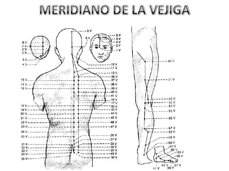 Los meridianos, vías de energía Los meridianos, vías de energía