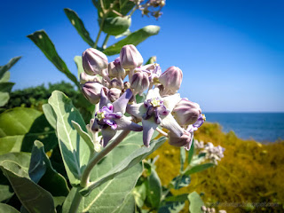 Freshness Flowers Of Tropical Beach Plant Calotropis Gigantea Or Crown Flowers On A Sunny Day At The Village Seririt North Bali Indonesia