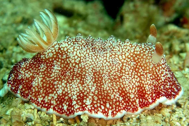 sea-slug