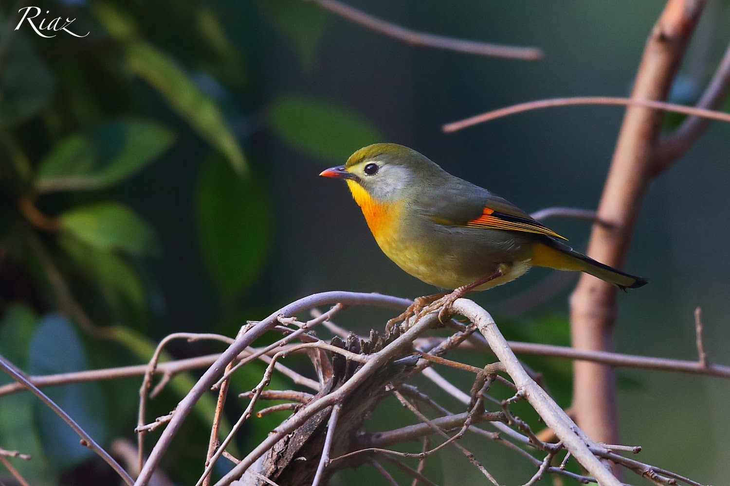 Rare Birds Found in Pakistan