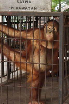 The Circus NO SPIN ZONE Surabaya Zoo Indonesia 