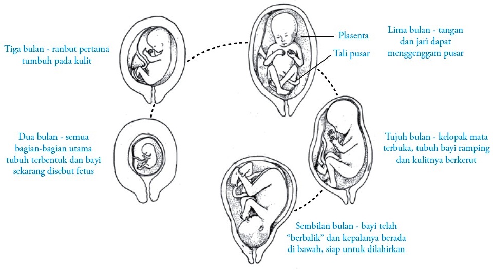 Proses Fertilisasi Gestasi Kehamilan Dan Persalinan Pada Manusia