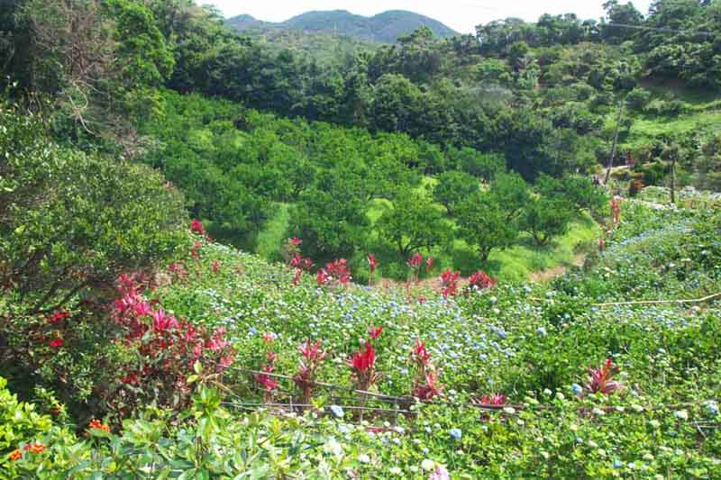 Curtains In My Tree Hydrangeas For Pink Saturday