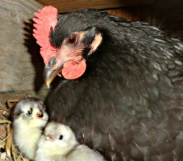 Hatching Eggs under a Broody Hen Fresh Eggs Daily® with Lisa Steele