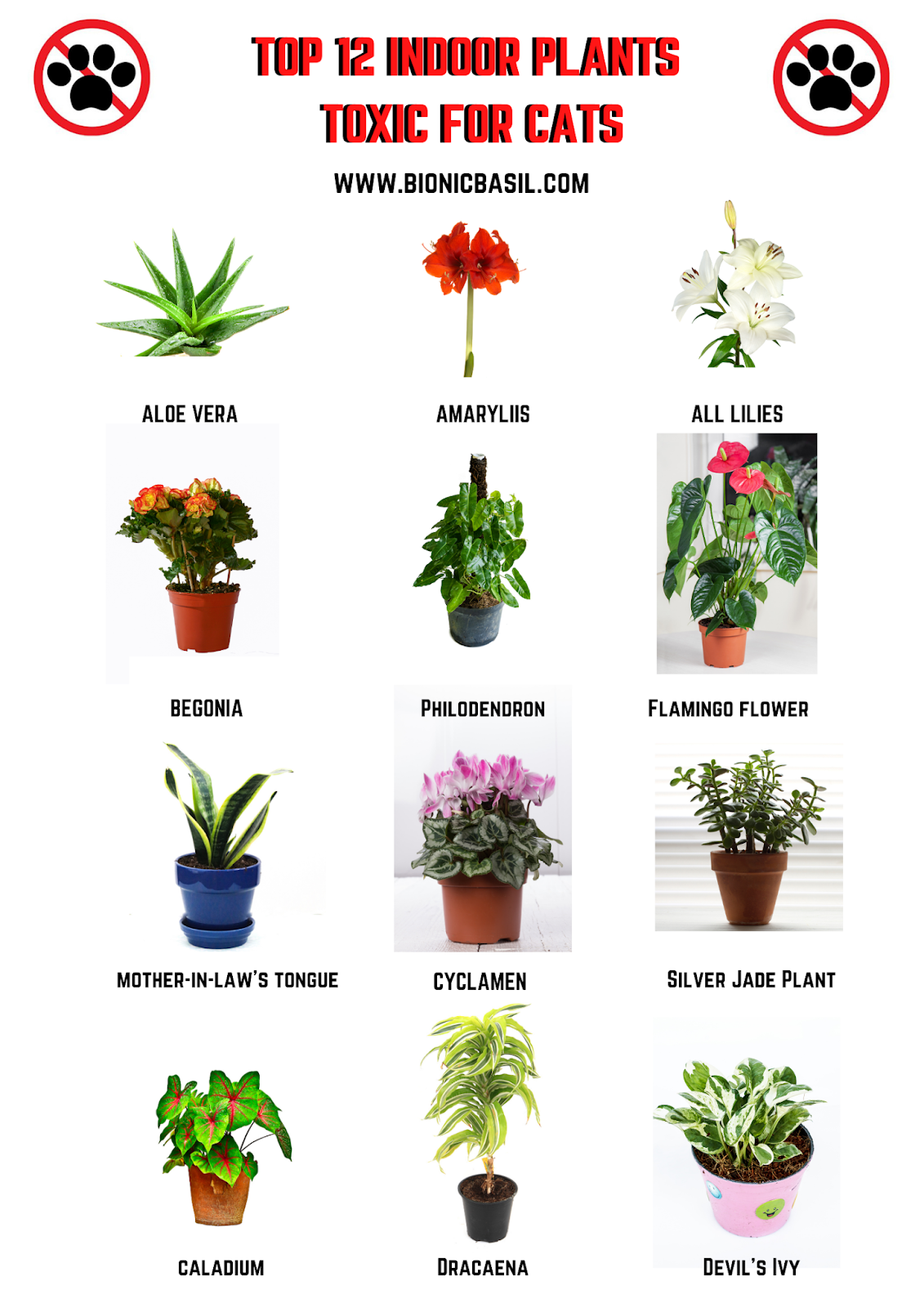 Toxic plants harmful to cats in a photo compilation with cat warning signs