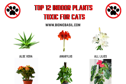  Learn Toxic Plants Harmful to Cats