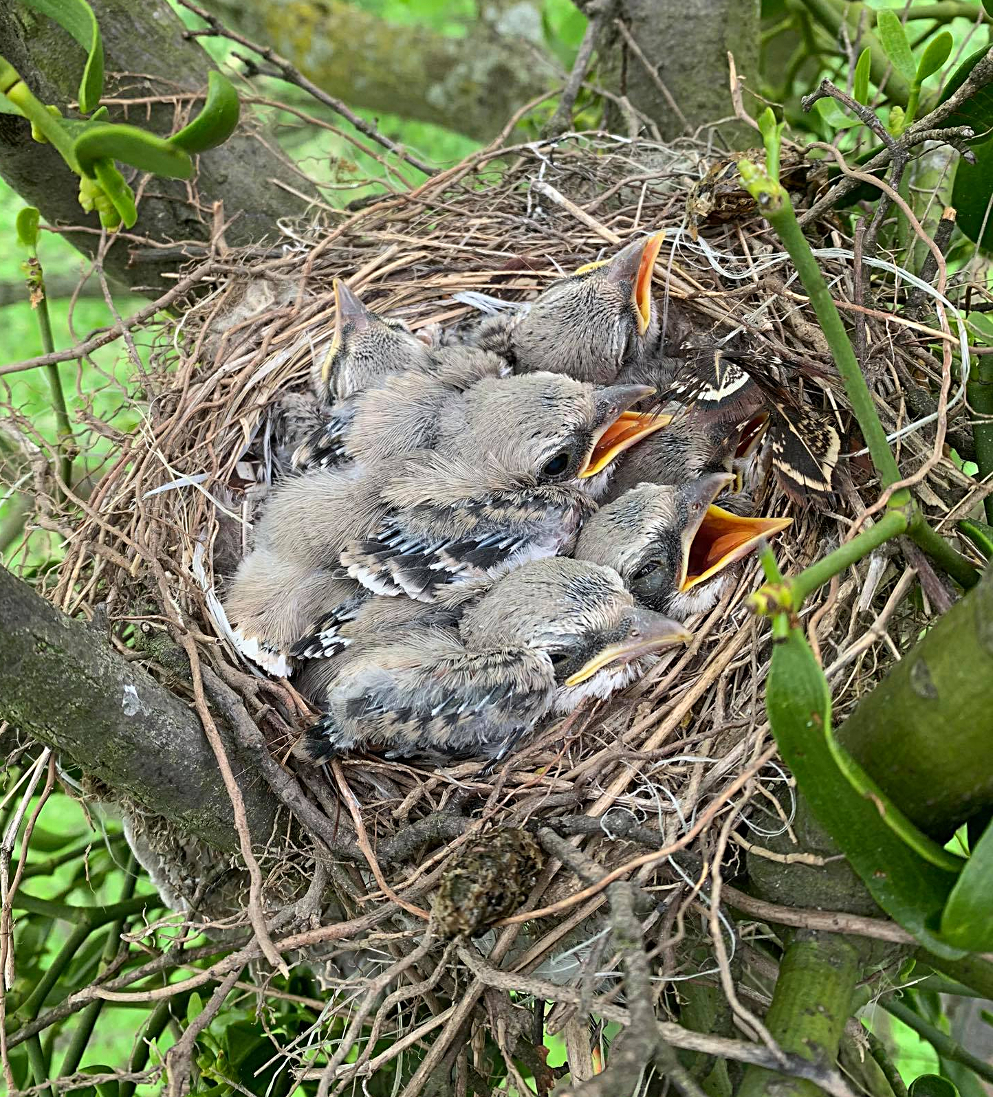 Charakterystyka położenia gniazd srokosza Lanius excubitor na Opolszczyźnie