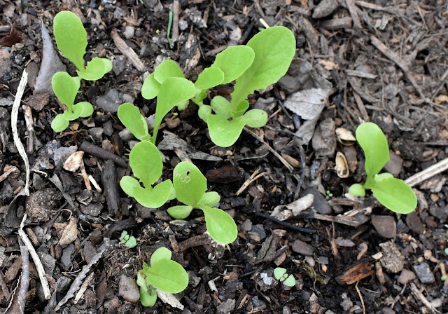 Romaine Lettuce- 'Parris Island Cos' seedlings