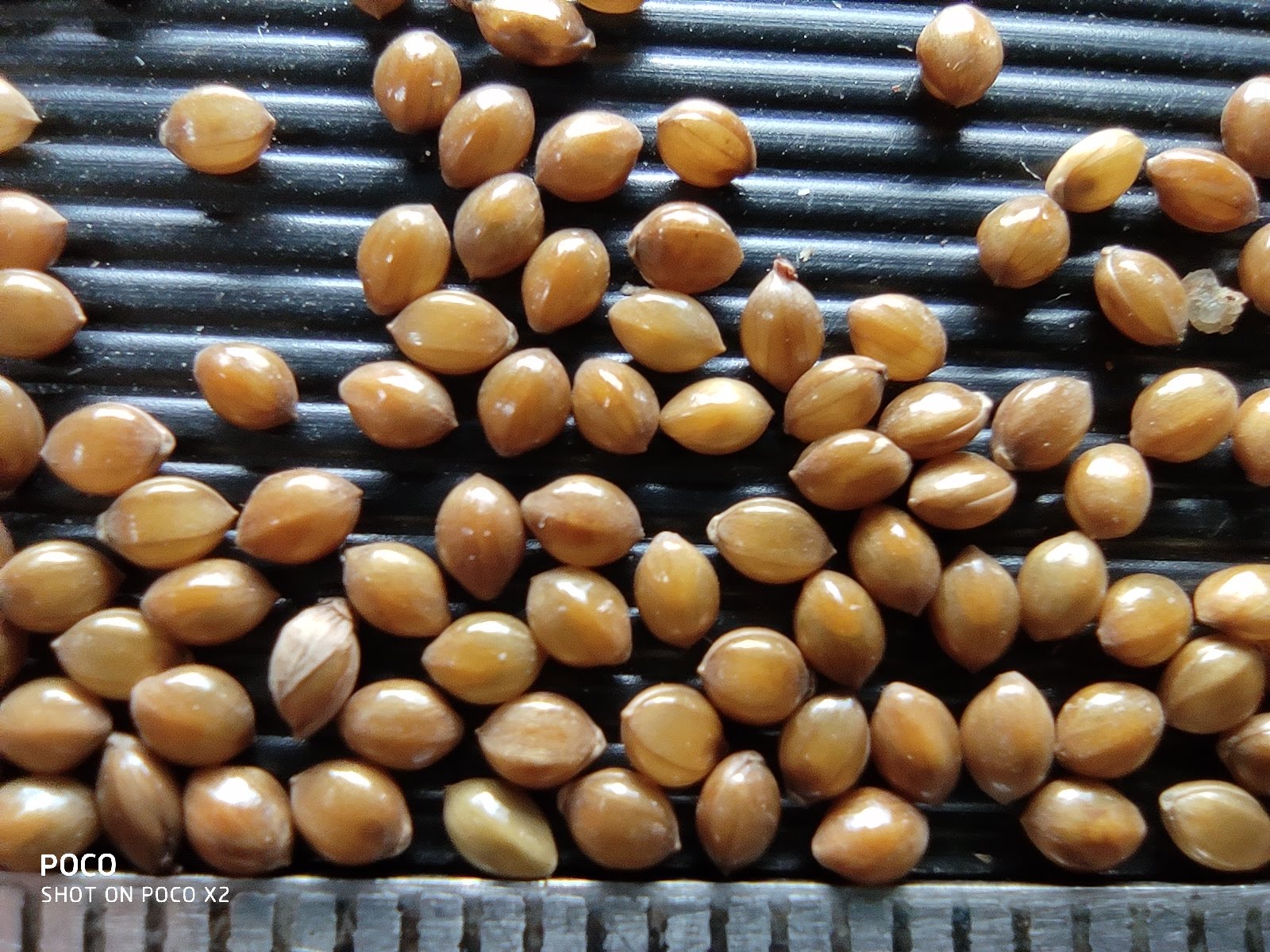 Closeup Of Millet Grains